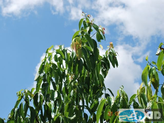 our-plantations_00007.jpg